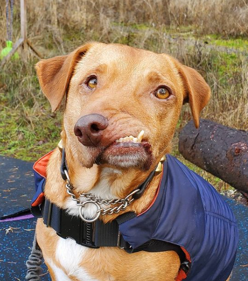 Illustration de l'article : Un chien au visage déformé frôle l’euthanasie après avoir été abandonné (vidéo)